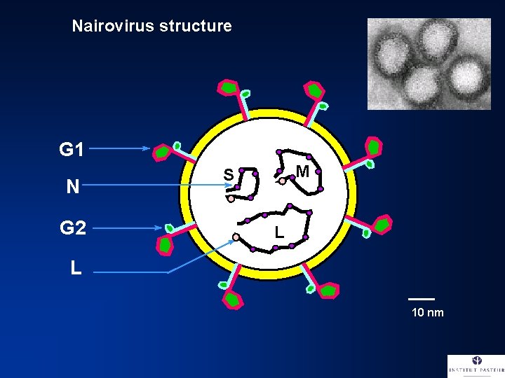 Nairovirus structure G 1 N G 2 M S L L 10 nm 