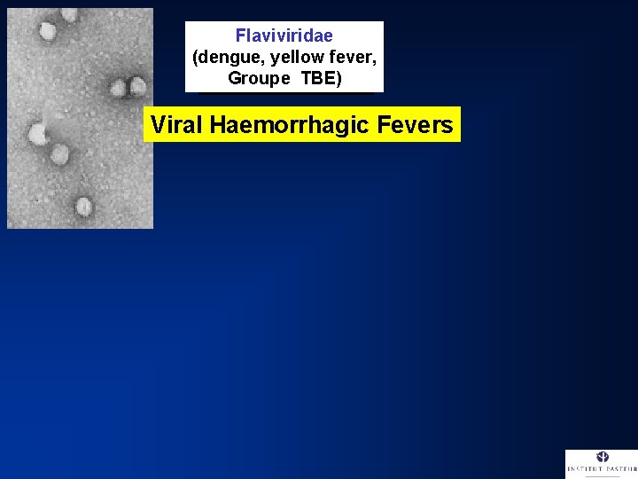 Flaviviridae (dengue, yellow fever, Groupe TBE) Viral Haemorrhagic Fevers 