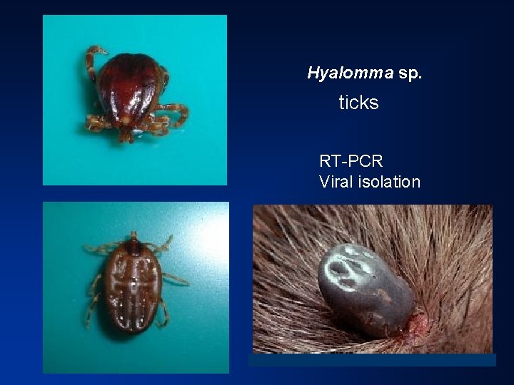 Hyalomma sp. ticks RT-PCR Viral isolation 