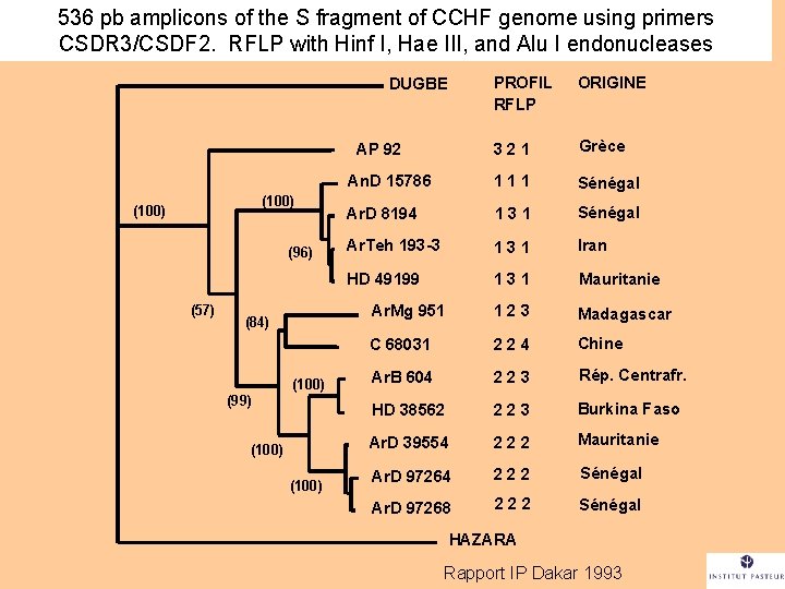 536 pb amplicons of the S fragment of CCHF genome using primers CSDR 3/CSDF