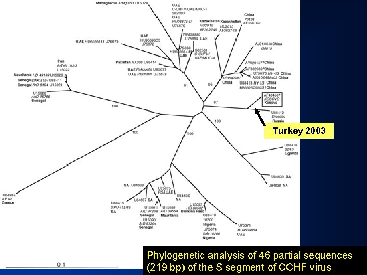 Turkey 2003 Phylogenetic analysis of 46 partial sequences (219 bp) of the S segment