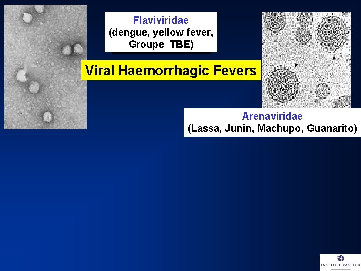 Flaviviridae (dengue, yellow fever, Groupe TBE) Viral Haemorrhagic Fevers Arenaviridae (Lassa, Junin, Machupo, Guanarito)