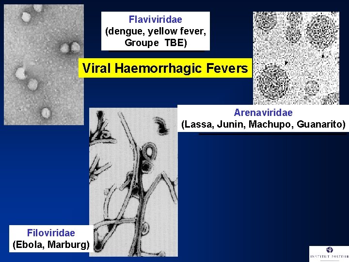 Flaviviridae (dengue, yellow fever, Groupe TBE) Viral Haemorrhagic Fevers Arenaviridae (Lassa, Junin, Machupo, Guanarito)