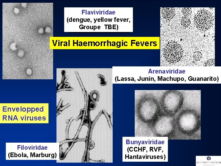 Flaviviridae (dengue, yellow fever, Groupe TBE) Viral Haemorrhagic Fevers Arenaviridae (Lassa, Junin, Machupo, Guanarito)