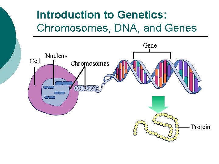 Introduction to Genetics: Chromosomes, DNA, and Genes Gene Cell Nucleus Chromosomes Protein 