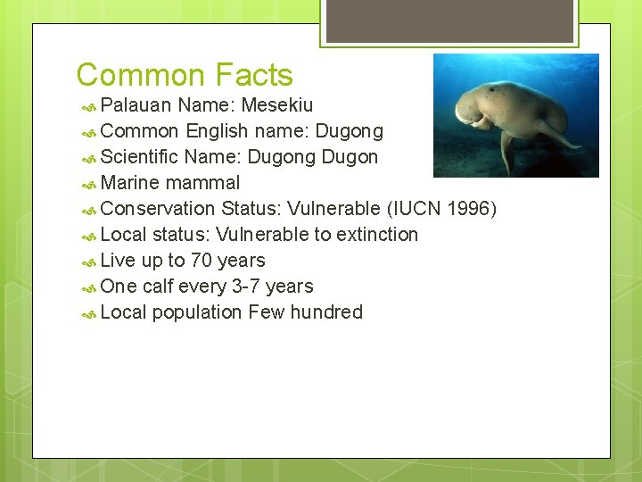 Palau Dugong And Seagrass Fabio Siksei Fisheries Coordinator