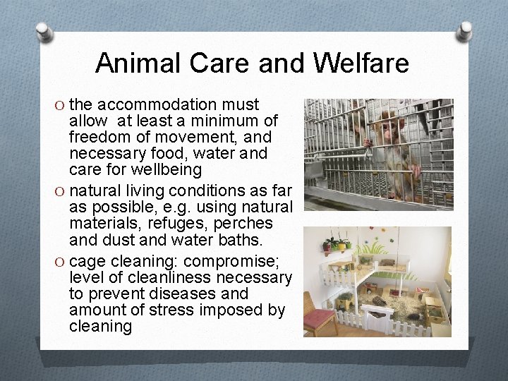 Animal Care and Welfare O the accommodation must allow at least a minimum of Animal Care and Welfare O the accommodation must allow at least a minimum of