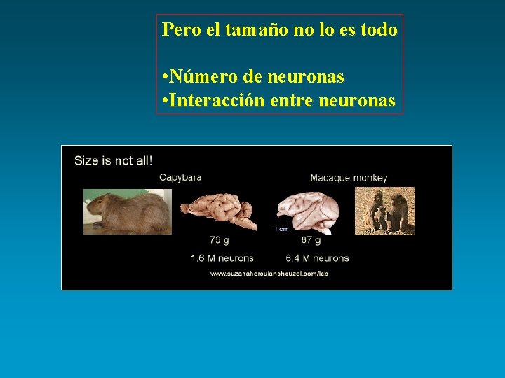 Pero el tamaño no lo es todo • Número de neuronas • Interacción entre
