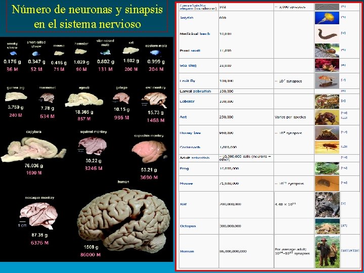 Número de neuronas y sinapsis en el sistema nervioso 