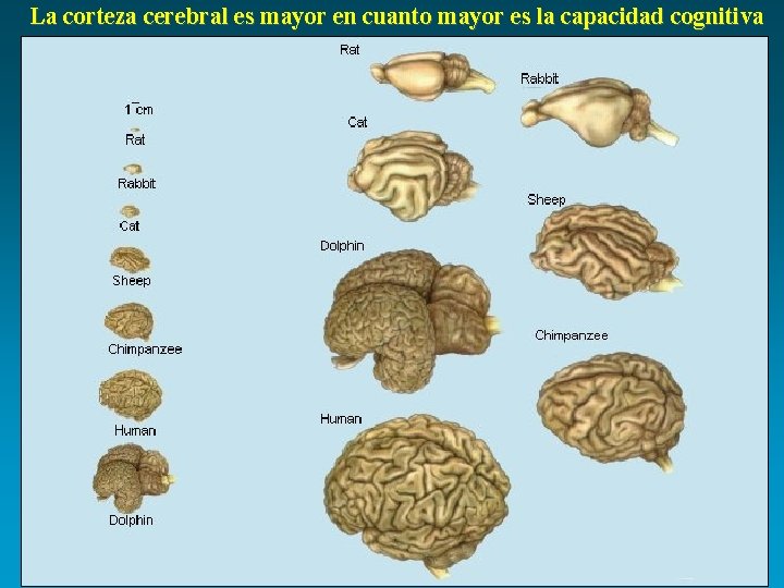 La corteza cerebral es mayor en cuanto mayor es la capacidad cognitiva 