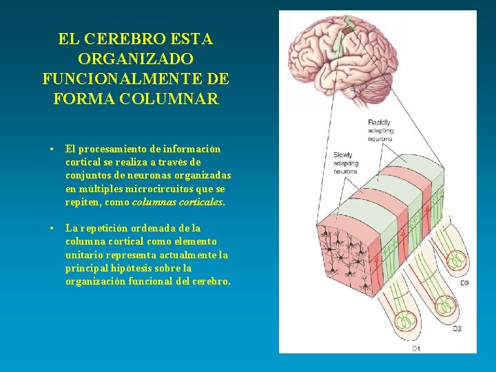 EL CEREBRO ESTA ORGANIZADO FUNCIONALMENTE DE FORMA COLUMNAR • El procesamiento de información cortical