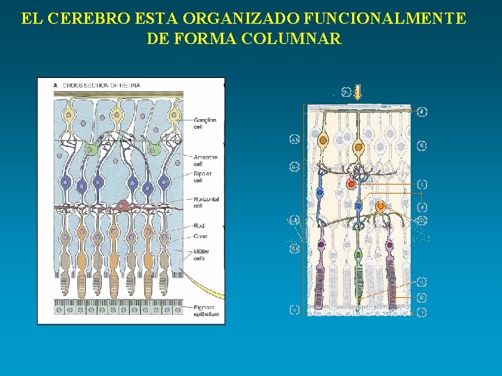 EL CEREBRO ESTA ORGANIZADO FUNCIONALMENTE DE FORMA COLUMNAR 