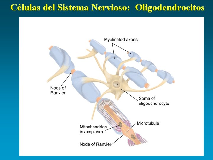 Células del Sistema Nervioso: Oligodendrocitos 