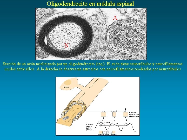 Oligodendrocito en médula espinal A N Sección de un axón mielinizado por un oligodendrocito