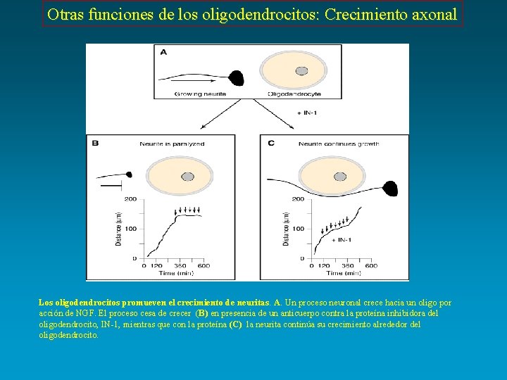 Otras funciones de los oligodendrocitos: Crecimiento axonal Los oligodendrocitos promueven el crecimiento de neuritas.