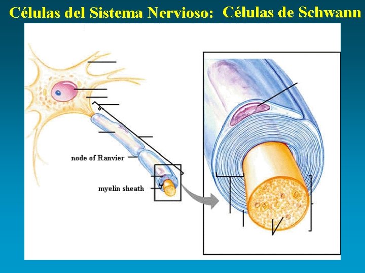 Células del Sistema Nervioso: Células de Schwann 