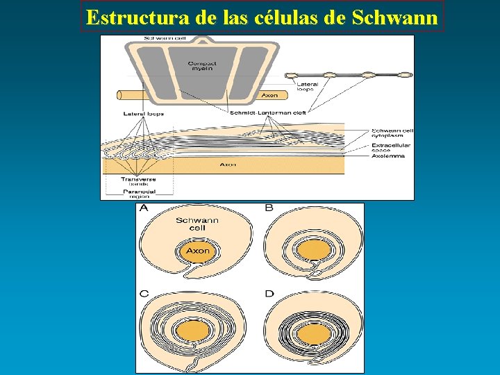 Estructura de las células de Schwann 