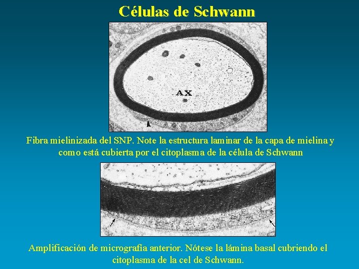 Células de Schwann Fibra mielinizada del SNP. Note la estructura laminar de la capa