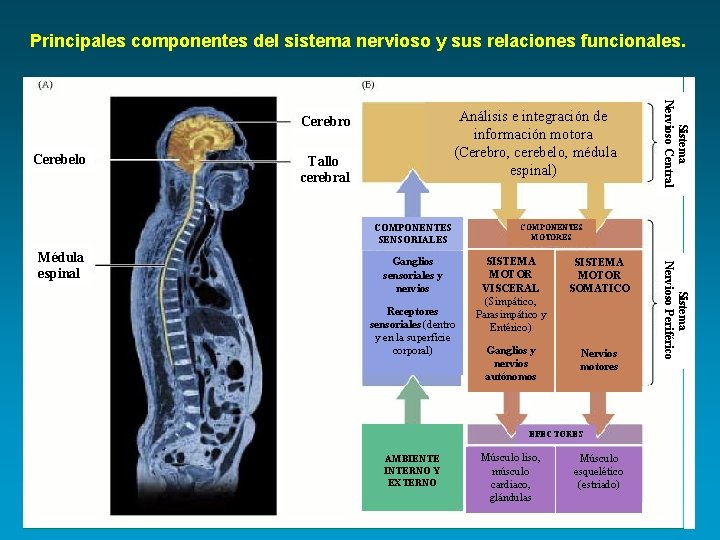 Principales componentes del sistema nervioso y sus relaciones funcionales. Cerebelo Tallo cerebral COMPONENTES SENSORIALES