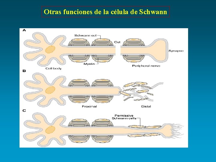 Otras funciones de la célula de Schwann 
