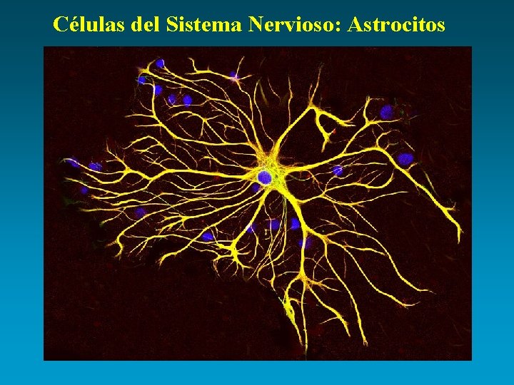 Células del Sistema Nervioso: Astrocitos 