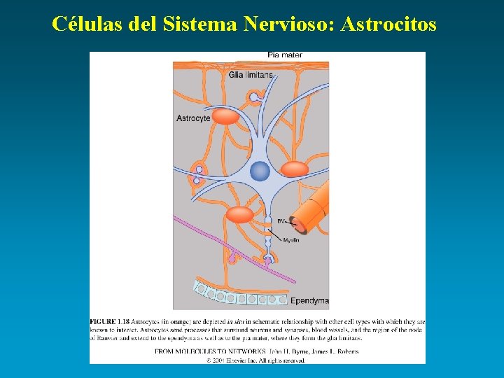 Células del Sistema Nervioso: Astrocitos 