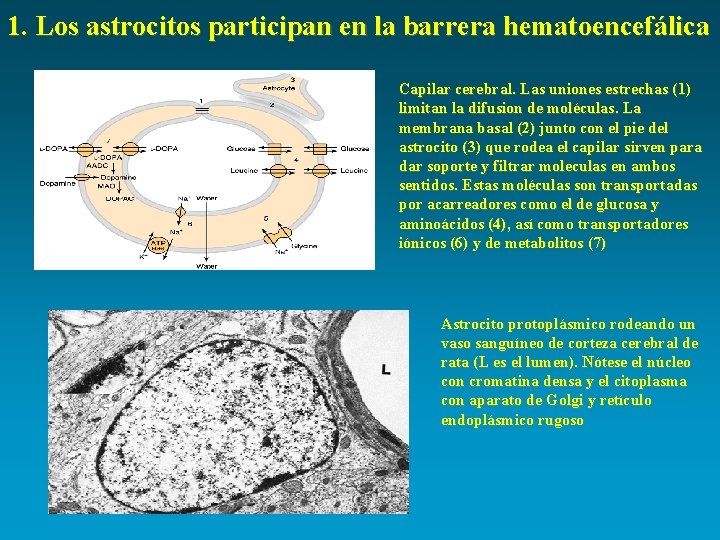 1. Los astrocitos participan en la barrera hematoencefálica Capilar cerebral. Las uniones estrechas (1)