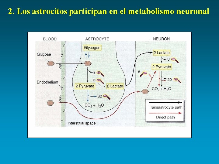 2. Los astrocitos participan en el metabolismo neuronal 