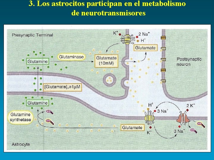 3. Los astrocitos participan en el metabolismo de neurotransmisores 