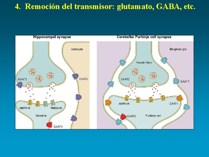 4. Remoción del transmisor: glutamato, GABA, etc. 