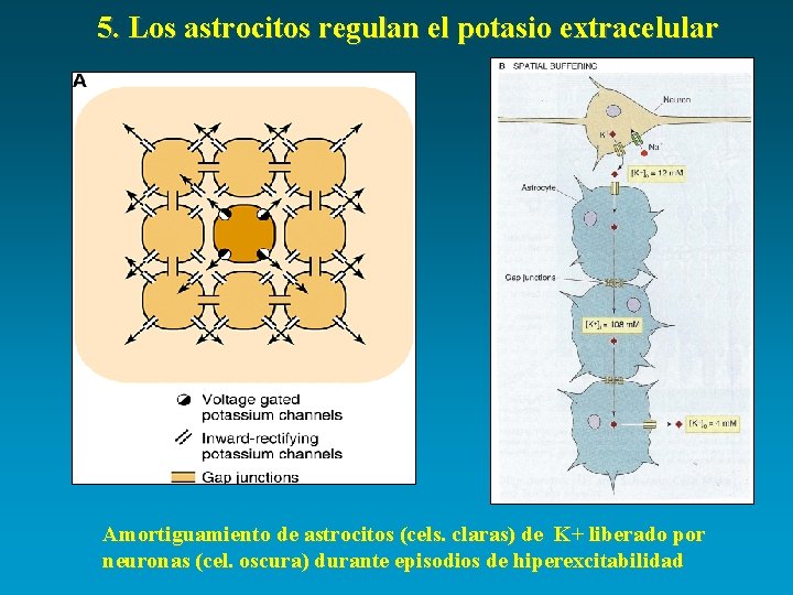 5. Los astrocitos regulan el potasio extracelular Amortiguamiento de astrocitos (cels. claras) de K+