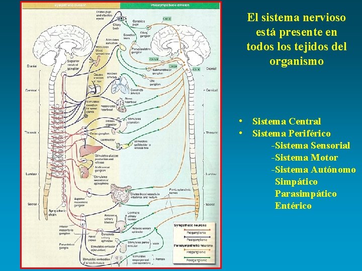 El sistema nervioso está presente en todos los tejidos del organismo • Sistema Central