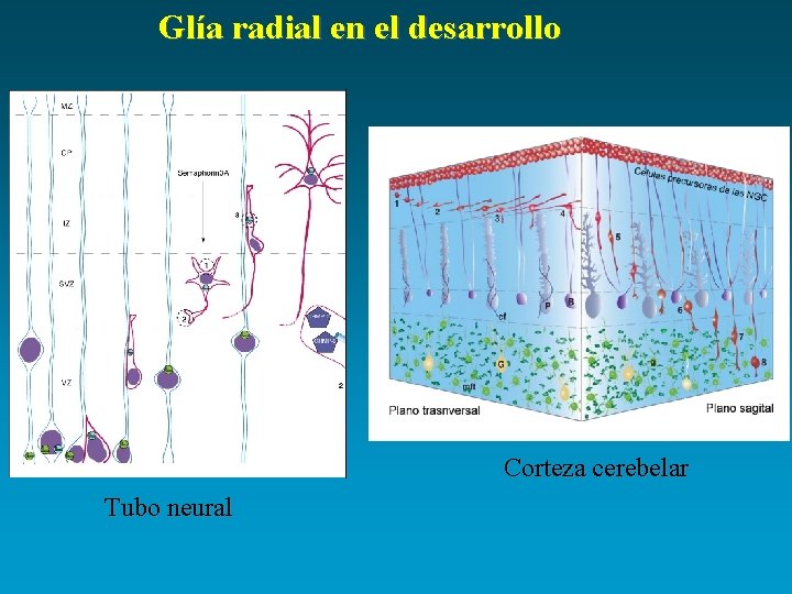 Glía radial en el desarrollo Corteza cerebelar Tubo neural 