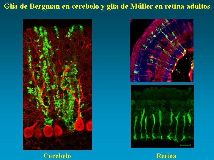 Glía de Bergman en cerebelo y glia de Müller en retina adultos Cerebelo Retina