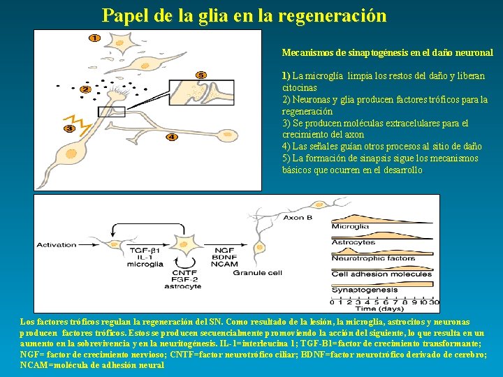 Papel de la glia en la regeneración Mecanismos de sinaptogénesis en el daño neuronal