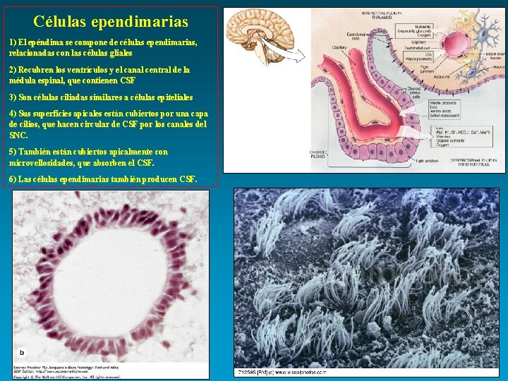 Células ependimarias 1) El epéndima se compone de células ependimarias, relacionadas con las células
