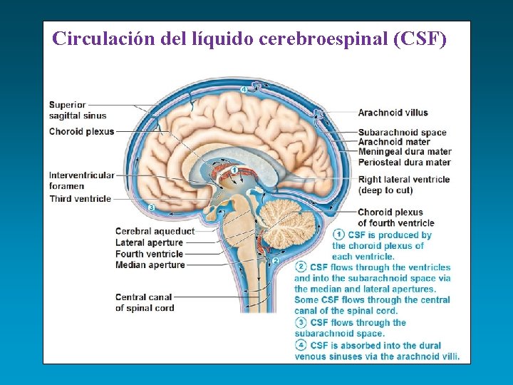 Circulación del líquido cerebroespinal (CSF) 