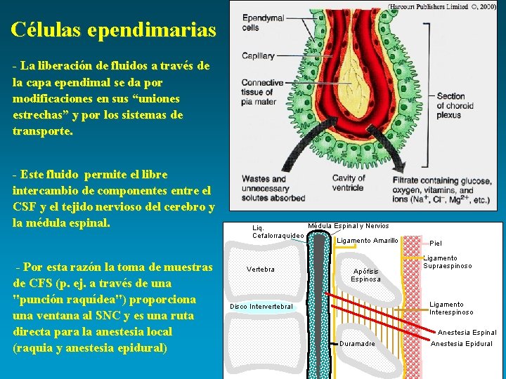 Células ependimarias - La liberación de fluidos a través de la capa ependimal se