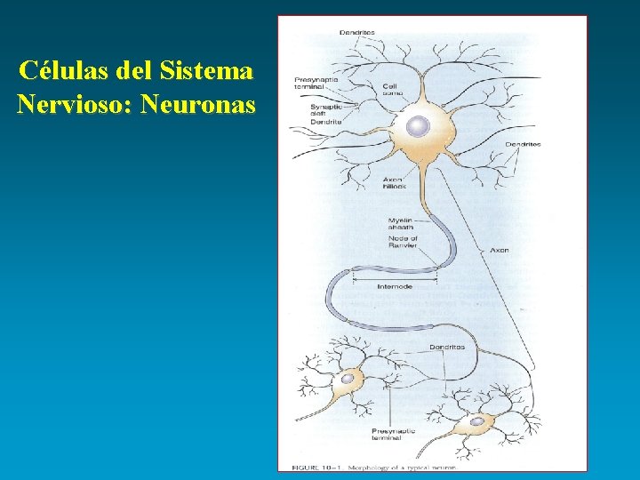 Células del Sistema Nervioso: Neuronas 
