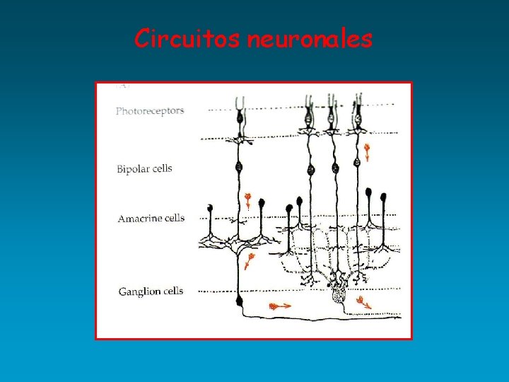 Circuitos neuronales 