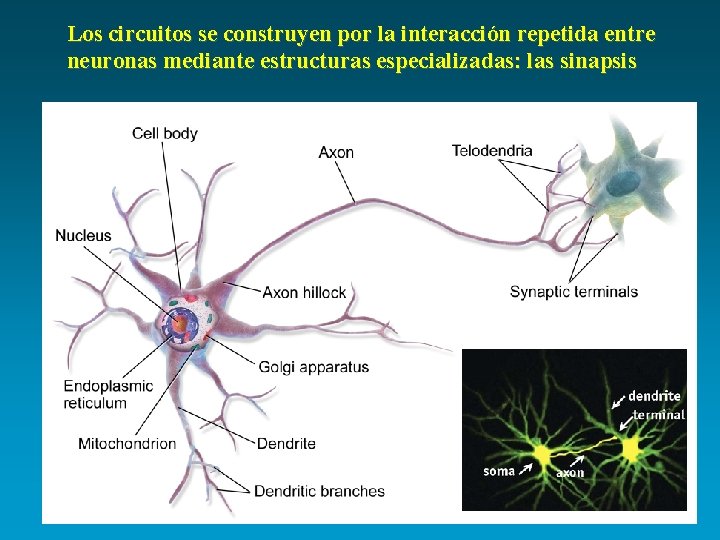 Los circuitos se construyen por la interacción repetida entre neuronas mediante estructuras especializadas: las