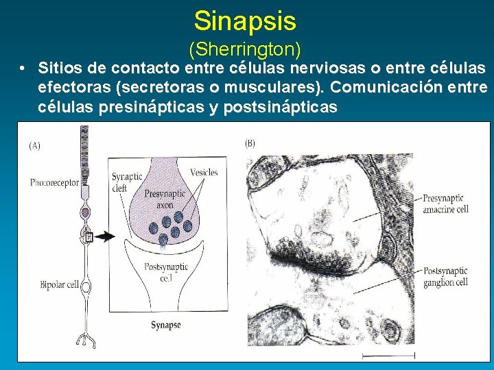 Sinapsis (Sherrington) • Sitios de contacto entre células nerviosas o entre células efectoras (secretoras