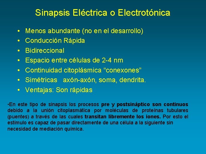 Sinapsis Eléctrica o Electrotónica • • Menos abundante (no en el desarrollo) Conducción Rápida