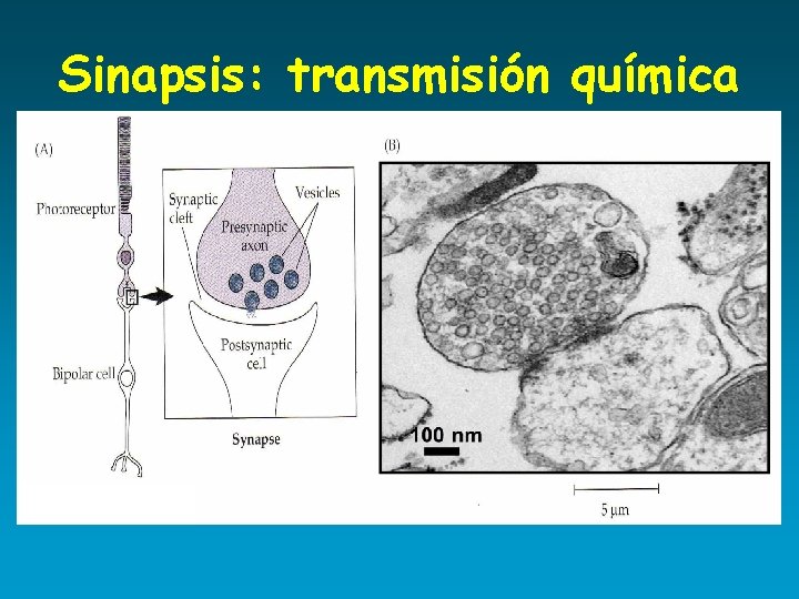 Sinapsis: transmisión química 