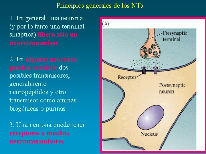 Principios generales de los NTs 1. En general, una neurona (y por lo tanto