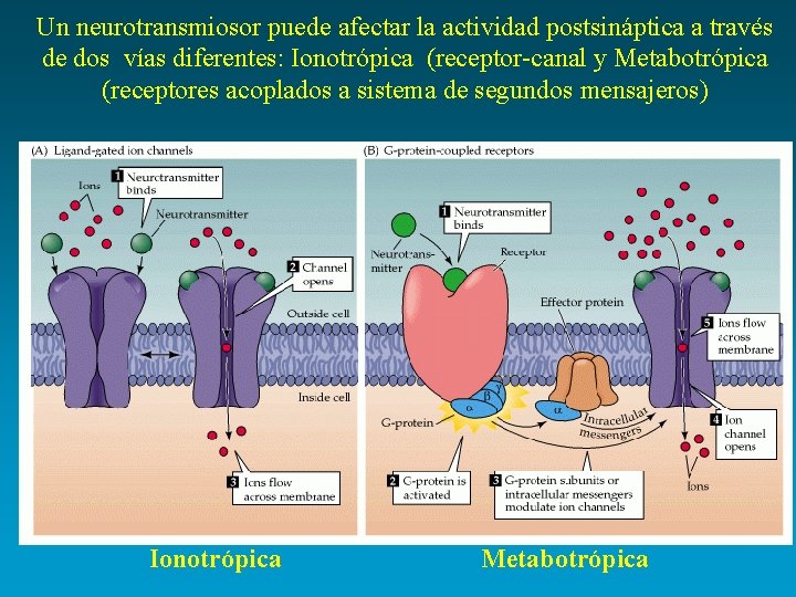Un neurotransmiosor puede afectar la actividad postsináptica a través de dos vías diferentes: Ionotrópica
