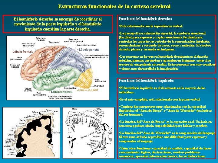 Estructuras funcionales de la corteza cerebral El hemisferio derecho se encarga de coordinar el
