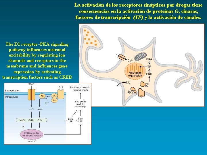 La activación de los receptores sinápticos por drogas tiene consecuencias en la activación de