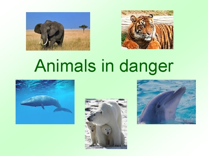 Animals in danger 