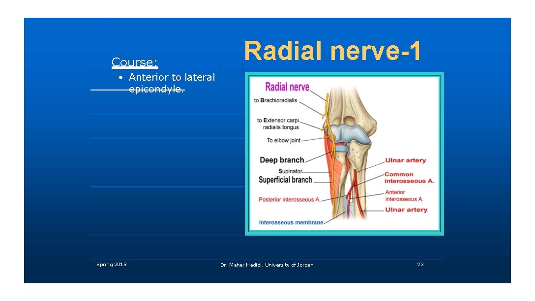 Course: Radial nerve-1 • Anterior to lateral epicondyle. Spring 2019 Dr. Maher Hadidi, University